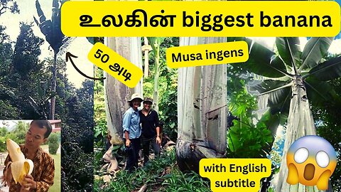 banana biggest musa ingens, world largest banana species, with English subtitle