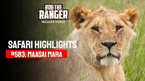 Safari Highlights #583: 01 January 2021 | Maasai Mara/Zebra Plains | Latest Wildlife Sightings