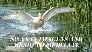 Swan in Images and music to meditate