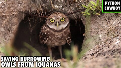 Saving Burrowing Owls From Invasive Iguanas