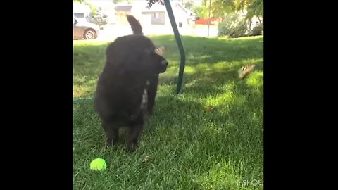 Butterflies say “hello” to dog