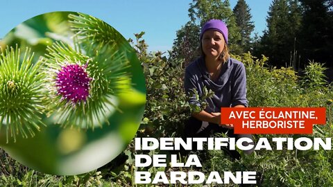 Bardane, son identification: herboristerie, cueillette, santé.