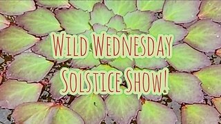 Wild Wednesdays Solstice Show!