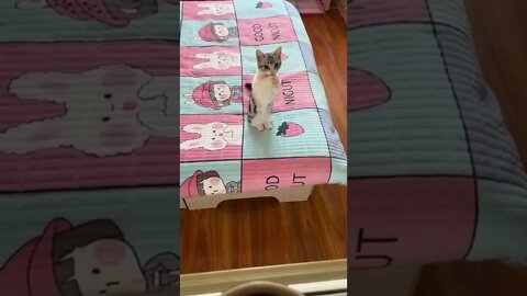 FUNNY CUTE KITTEN - Tiktok Compiled #Shorts