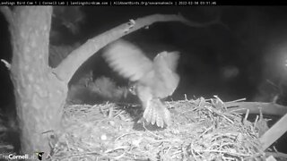 🥚 Mom Helps Owlet With Hatching 🦉 2/18/22 3:11