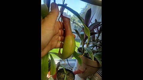 Pt.2 Lunchbreak nepenthes