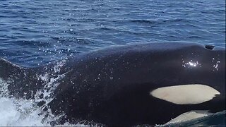 ORCA CLOSE ENCOUNTER IN BAHIA SOLANO. Small boat surrounded by KILLER WHALES and HUMPBACK WHALES