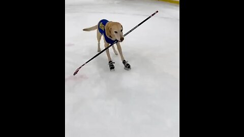 Russian Dog Ice Skating. #100 most funny Videos