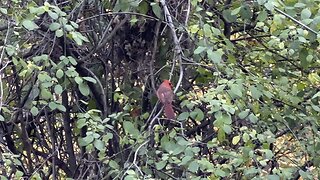 James Gardens Cardinals