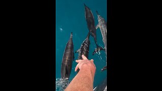 Pod of Dolphins Chase Our Boat!