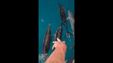 Pod of Dolphins Chase Our Boat!