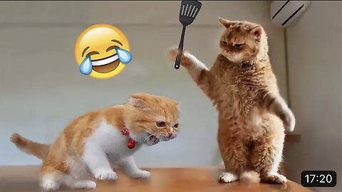 Cats and dogs funny videos 😂