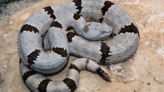 top 10 worlds venomous snakes