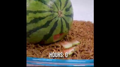 10000 mealworm vs water melon 🍈