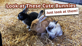 Cute Bunnies In A Petting Zoo