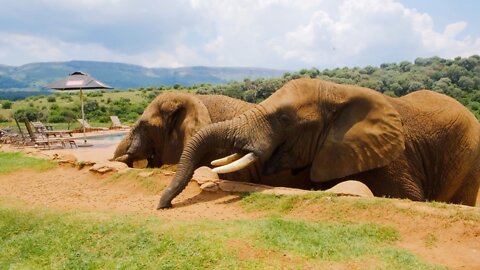 Footage Of Elephants Eating Together