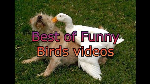 Funny and Cute Parrots Videos Compilation cute moments of the animals - Cute Birds 2023