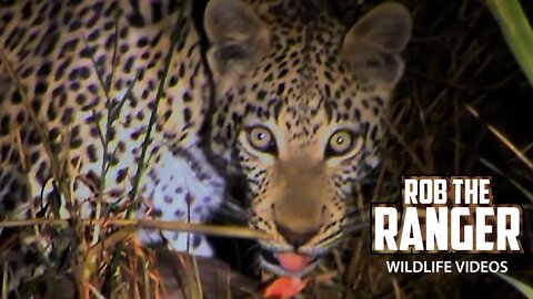 Mother Leopard Takes Her Son To Food | Archive Footage