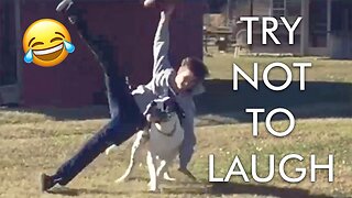 Funniest Dogs And Cats Videos - Best Funny Animal Videos 2023