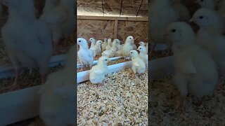 #chicken #farmlife #chickenfarming #chickens #farm