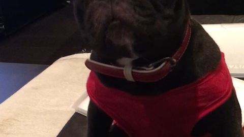 YES, YES!!! French Bulldog is nodding too much!