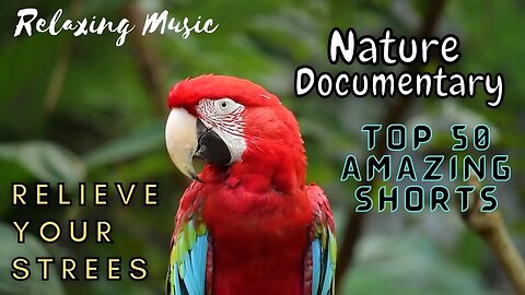 Nature Documentary So Amazing And Beautiful 50 Shorts / Relaxing Music - Relieve Your Strees