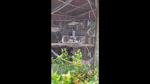 Cotton Top Tamarins At Naples Zoo