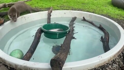 Rescue otter learns to fish #otter #shorts