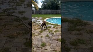 dogs trying to play with the hose