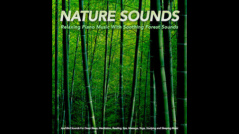 "Soothing Sounds of the Forest"