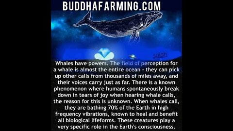 Magical Energy of the Whale Song - The Whale Nation assists in the Healing of Gaia