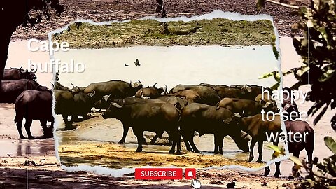 Cape buffalo happy to see water