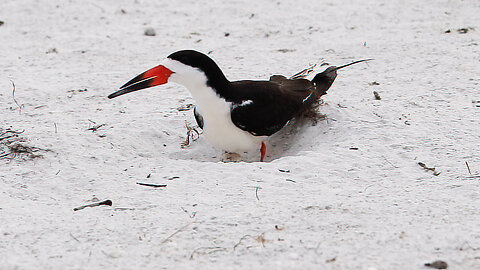 Warning Don't Get Too Close to Nesting Black Skimmers