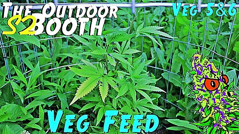 The Outdoor Booth | Veg Weeks 5 & 6 | Veg Feed