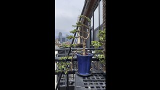 Jade bonsai at different stages