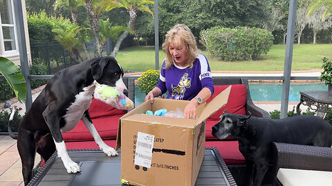 Happy Great Danes & Cat Open Gift Box From Texas Friend