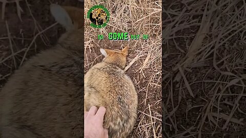 Sweet Little Coyote Tried to Hide #funny #viral #trapping