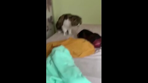 funny 🤣 cat clip