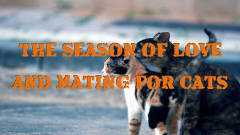 THE SEASON OF LOVE AND MATING FOR CATS
