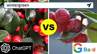 ChatGPT vs Google Bard: Wintergreen