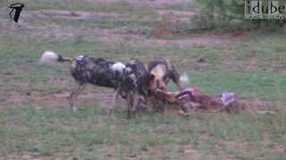 African Painted Dogs Eat an Impala and Play Together