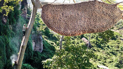 The work hard around the world you may never seen before, Traditional harvest giant bee