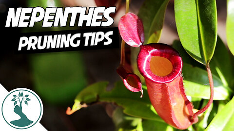 Pruning Nepenthes Pitcher Plant | Nepenthes Pitcher Plant Care
