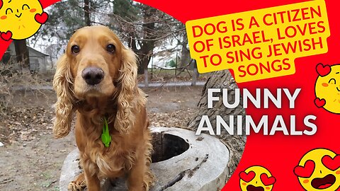 Dog is a citizen of Israel, loves to sing Jewish songs.