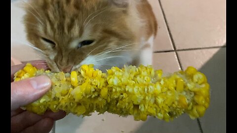 Cat loves to eat corn on the cob ❤️