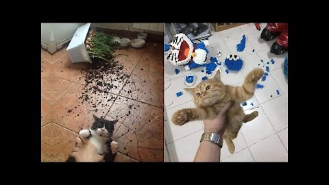 Funny and Cute Cat's Life 👯😺 Cats and Owners are the best friends Videos