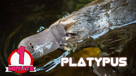 Platypus-_-weirdest_Nature_creation