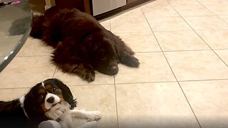 Ragdoll jump scares his Cavalier King Charles brother