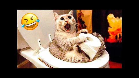 1 Hour Trending Funny Dogs And Cats Videos 😂 Funniest Cats and Dogs 😸🐶