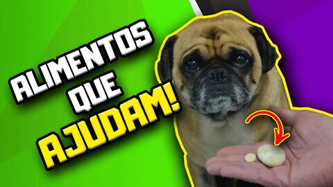 Alimentação Natural para Cães com Pedra na Bexiga | Dr. Edgard Gomes | Alimentação natural para Cães